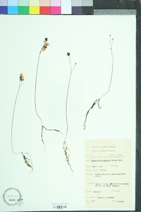 Utricularia cornuta image