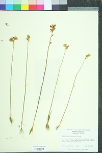 Utricularia cornuta image