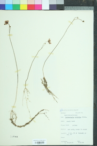 Utricularia cornuta image