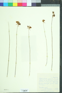 Utricularia cornuta image