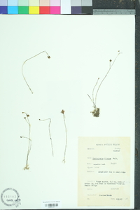 Utricularia gibba image