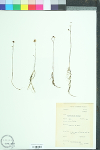 Utricularia gibba image