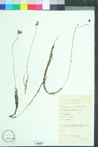 Utricularia gibba image