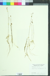 Utricularia gibba image