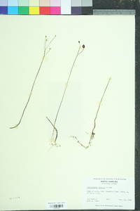 Utricularia gibba image