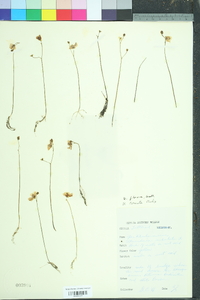 Utricularia gibba image