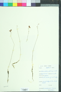 Utricularia gibba image