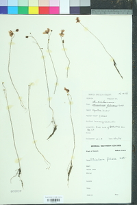 Utricularia gibba image