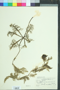 Utricularia inflata image