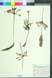Utricularia inflata image
