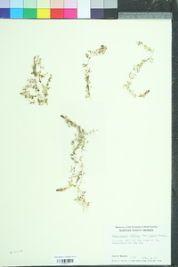 Utricularia inflata image