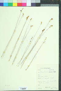 Utricularia juncea image