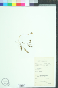 Utricularia purpurea image