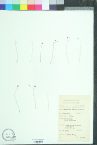 Utricularia subulata image