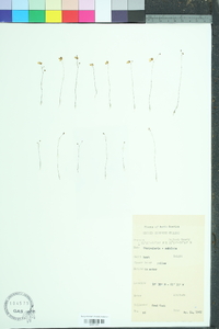 Utricularia subulata image