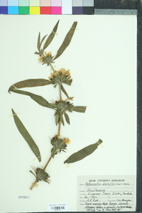 Hygrophila auriculata image