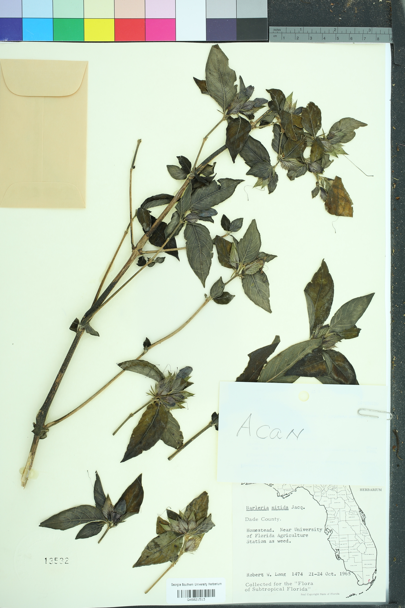 Barleria nitida image