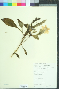 Crossandra infundibuliformis image