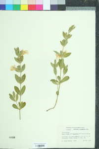 Dyschoriste oblongifolia image