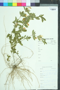 Dyschoriste oblongifolia image