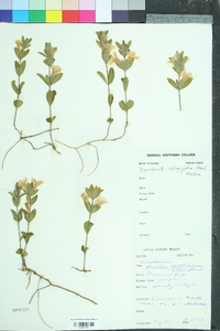 Dyschoriste oblongifolia image