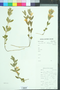 Dyschoriste oblongifolia image