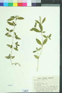 Justicia procumbens subsp. procumbens image