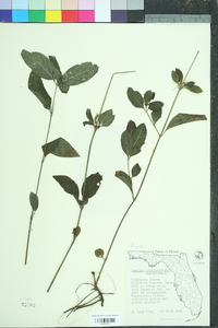 Ruellia caroliniensis image