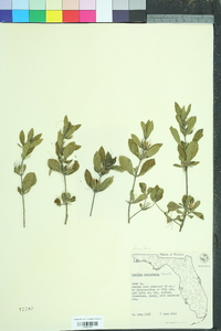 Ruellia caroliniensis image