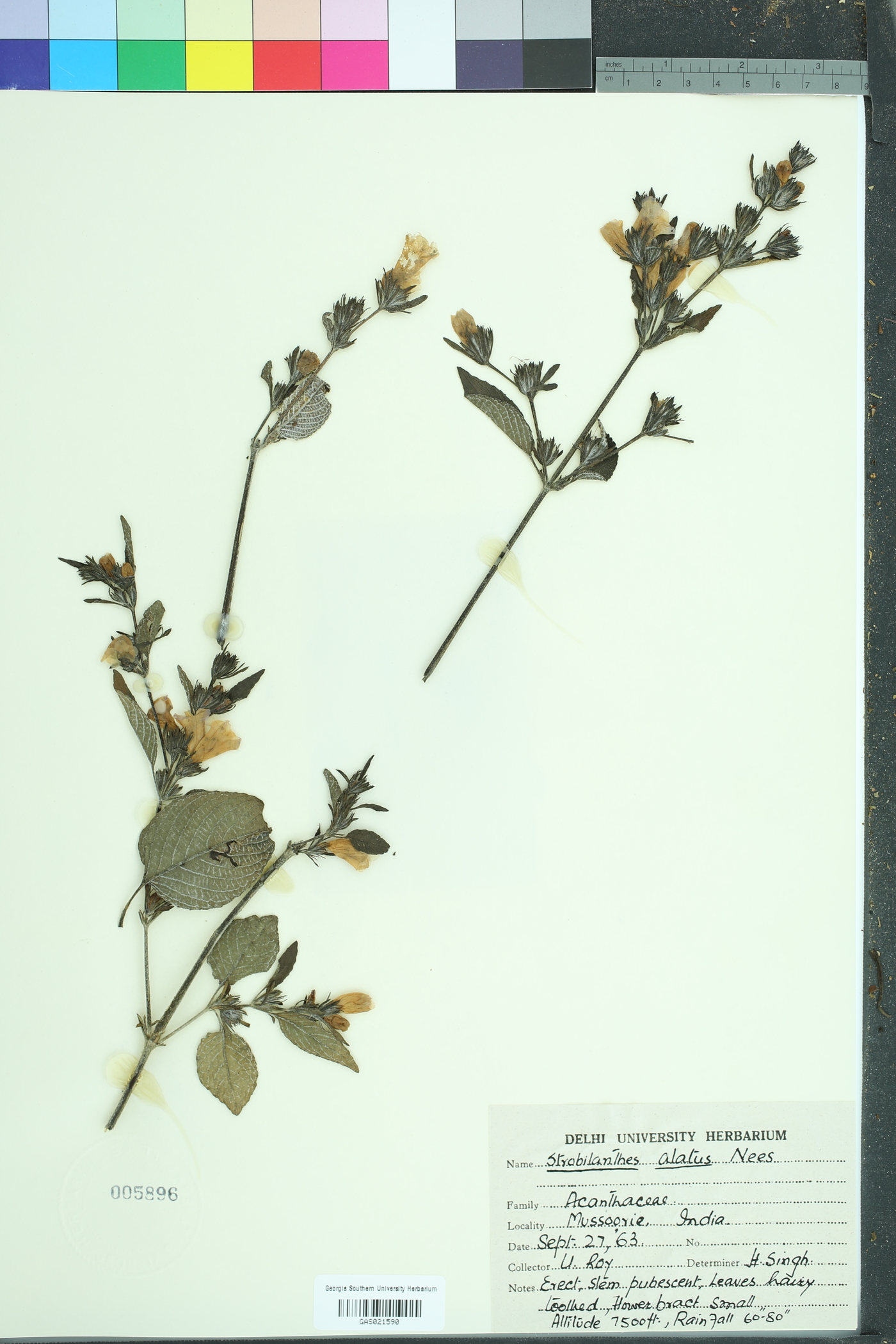 Strobilanthes attenuatus image