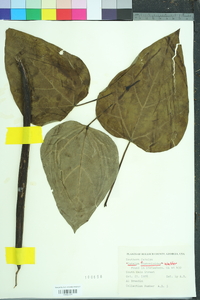 Catalpa bignonioides image