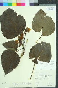 Catalpa speciosa image