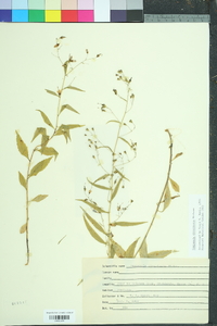 Campanula divaricata image