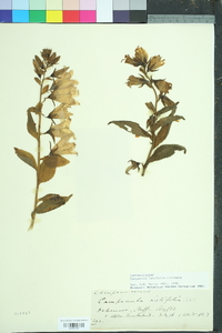 Campanula latifolia image