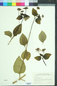 Lantana urticoides image