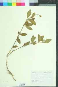 Phyla lanceolata image