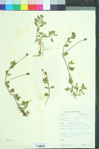 Phyla nodiflora image