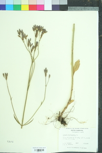 Verbena bonariensis image