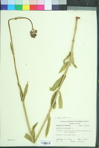 Verbena bonariensis image