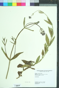 Verbena brasiliensis image