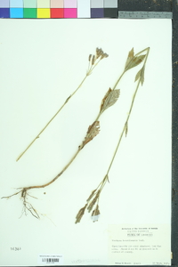 Verbena brasiliensis image