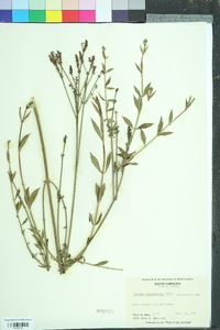 Verbena brasiliensis image