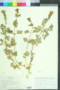 Glandularia delticola image