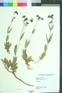 Verbena rigida image