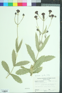 Verbena rigida image