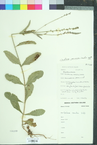 Verbena scabra image