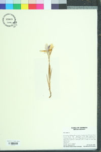 Iris verna image