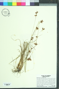 Rhynchospora torreyana image