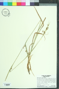 Rhynchospora caduca image
