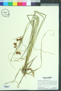 Rhynchospora corniculata image